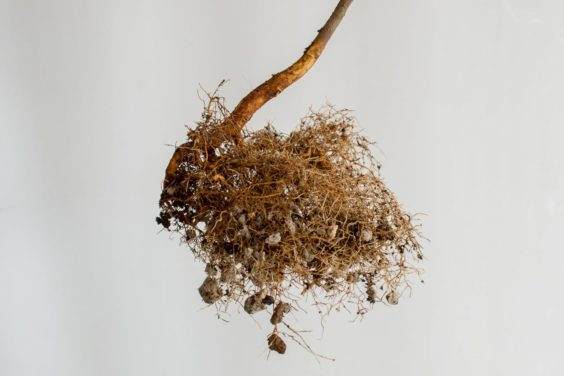 图解 如何盘扎和移植海棠盆景的幼苗