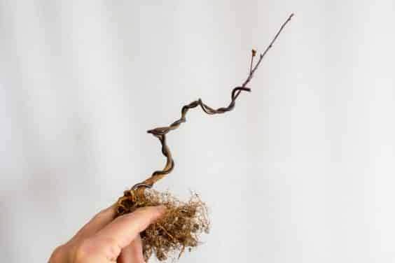 图解 如何盘扎和移植海棠盆景的幼苗