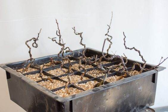 图解 如何盘扎和移植海棠盆景的幼苗