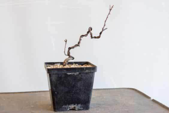 图解 如何盘扎和移植海棠盆景的幼苗