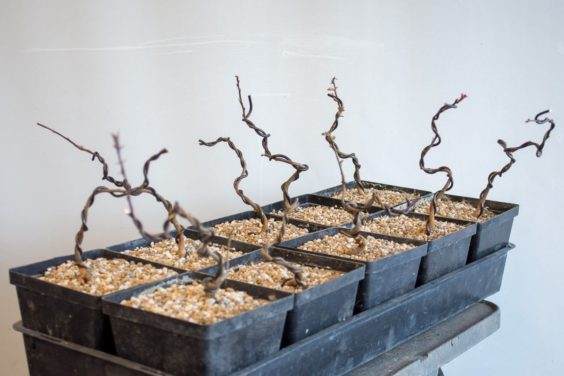 图解 如何盘扎和移植海棠盆景的幼苗