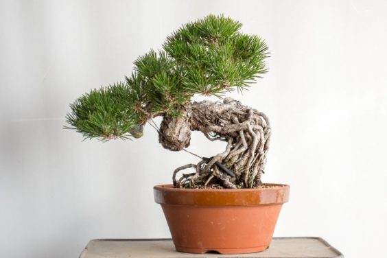 图解 如何制作黑松盆景的暴露根