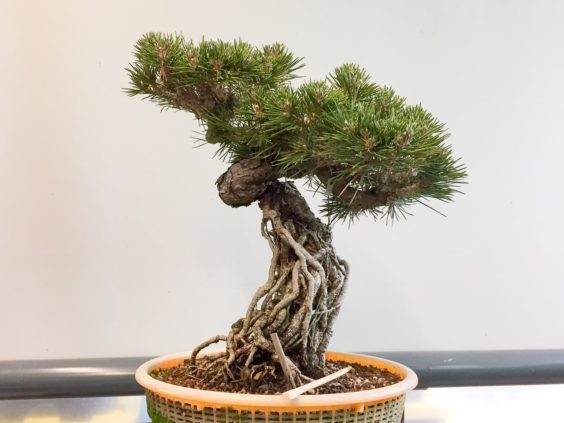 如何制作黑松盆景的暴露根?