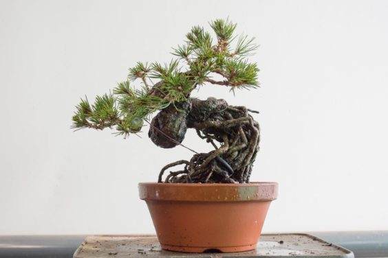 图解 如何制作黑松盆景的暴露根