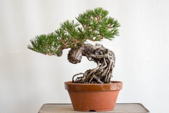 图解 如何制作黑松盆景的暴露根