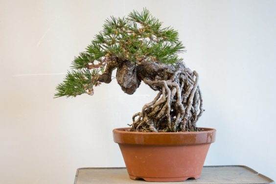 如何制作黑松盆景的暴露根?