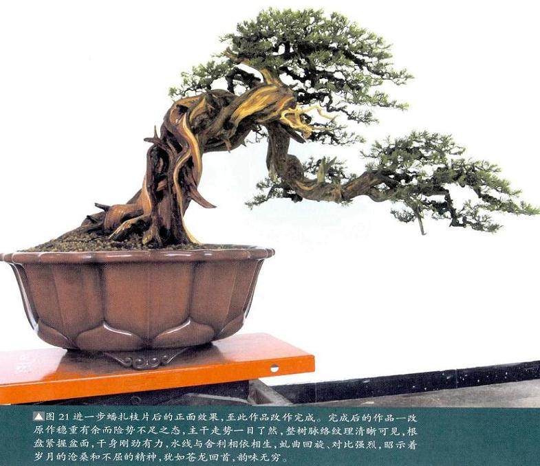图解 对真柏盆景怎么制作的21个过程