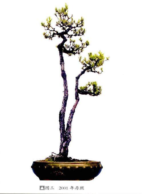 图解 制作山松双干盆景桩的过程
