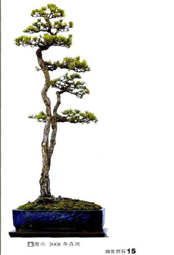 图解 制作山松双干盆景桩的过程