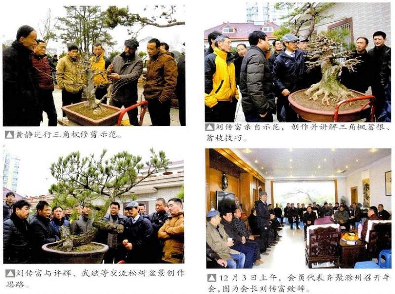 安徽滁州盆景艺术事业快速发展