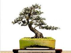 姚峰勃的盆景作品欣赏