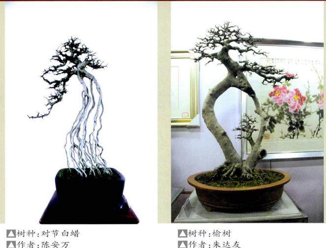 武汉举办迎新春盆景奇石联展