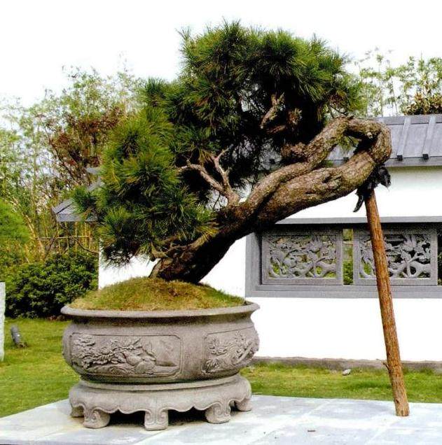 昌恩盆景艺术园位于武汉园博园中心