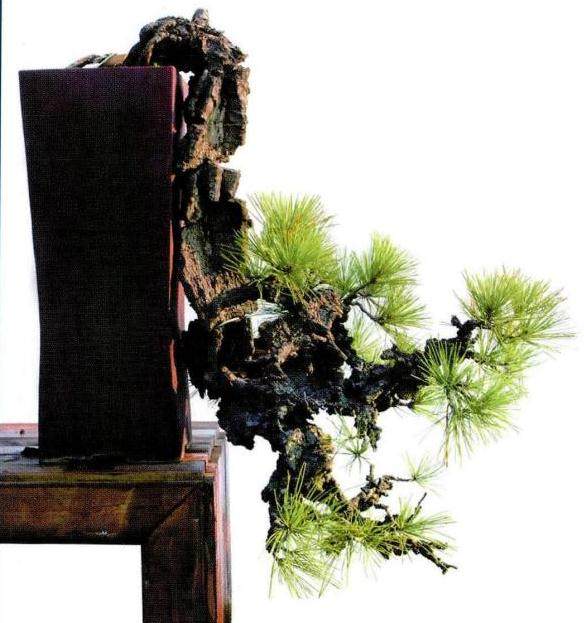 昌恩盆景艺术园位于武汉园博园中心