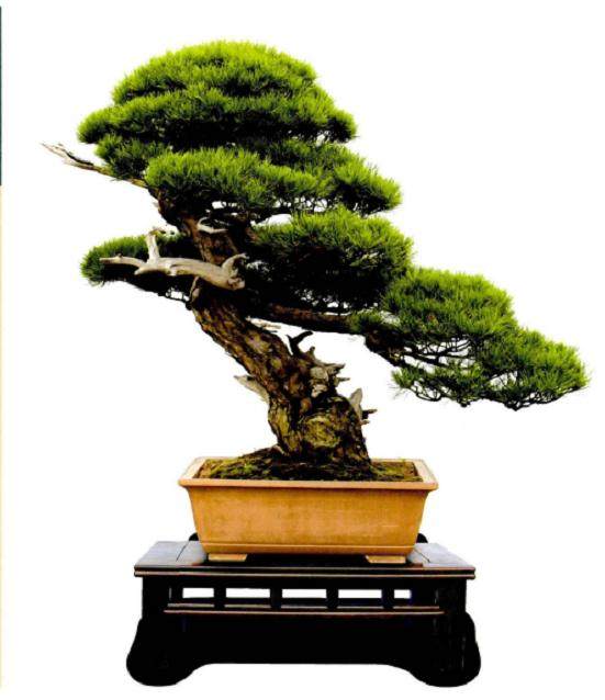 盆景制作者的三个欲望