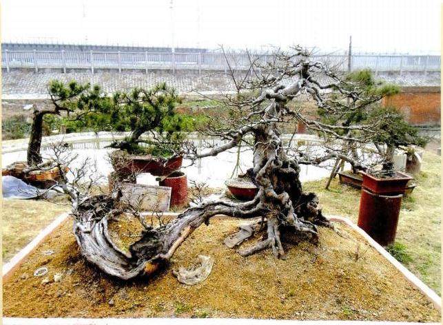 盆景制作者的三个欲望