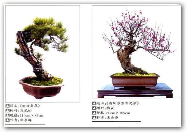 福建省福鼎盆景协会成立大会