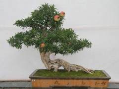 商丘市盆景赏石园召开了2015年年会