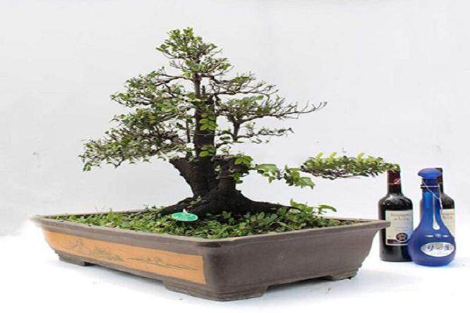 上海植物园收到了两份来自台湾盆景