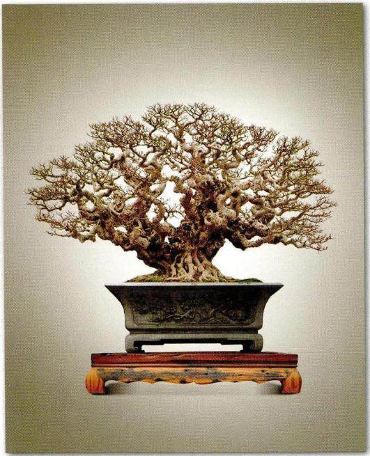 柯成昆的榕树盆景之作《十八罗汉》