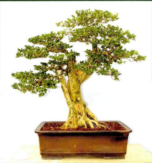 第26届中国兰花博览会盆景展在云南举行