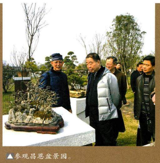 武汉解放公园盆景园收藏的马尾松盆景