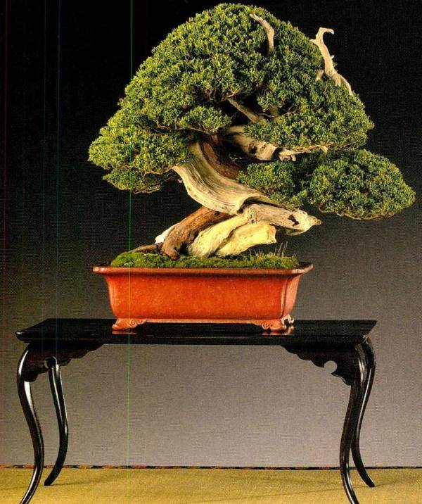 第17届Noelanders杯盆景展如期举办