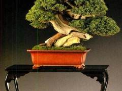 第十七届Noelanders杯盆景展如期举办