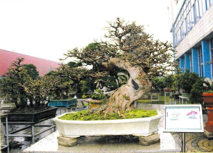 首届国际盆景协会中国区展览即将拉开帷幕