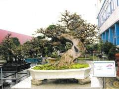 首届国际盆景协会中国区展览即将拉开帷幕