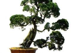 关于盆景流派诸多模糊概念的思考