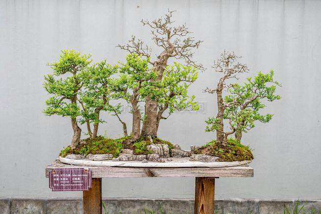 扬派盆景首批五名传人拜师