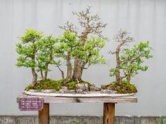 扬派盆景首批五名传人拜师