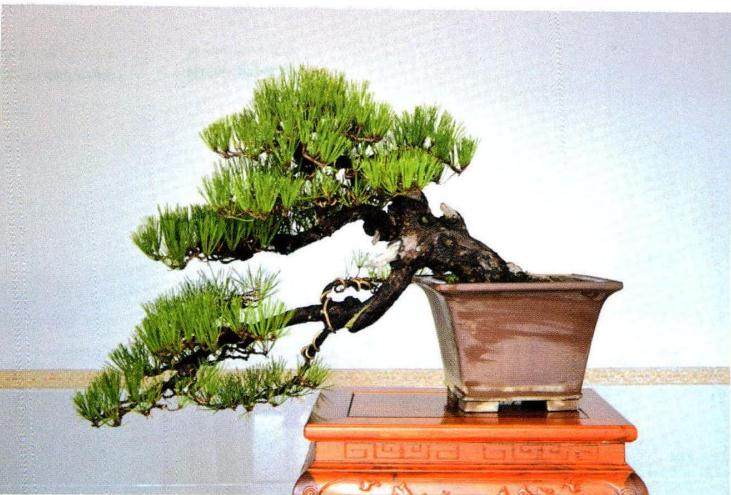 姜文华先生精心打造多年的私家盆景园