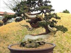 盆景的寿命为什么会那么长呢？