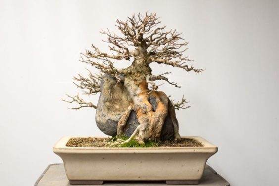 如何修剪在岩石三叉戟枫树盆景 图片