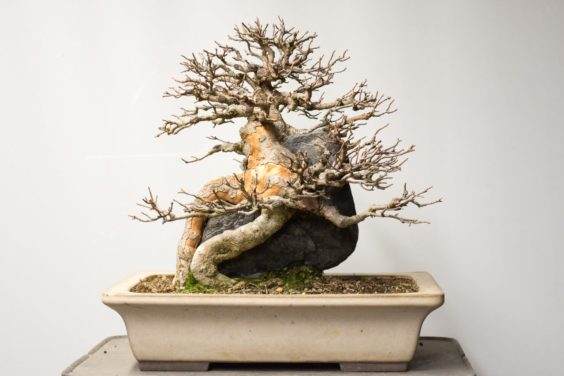 如何修剪在岩石三叉戟枫树盆景 图片