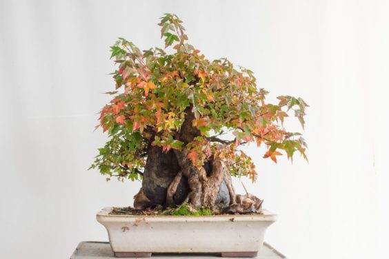 如何修剪在岩石三叉戟枫树盆景 图片