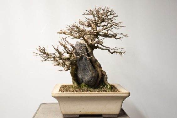 如何修剪在岩石三叉戟枫树盆景 图片