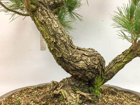 盆景低曲线上方的直线部分