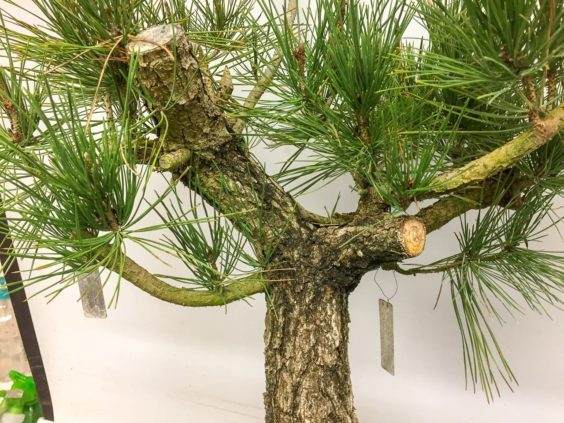 盆景上部盆子的直线部分