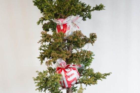 图解 对上柳杉盆景的双层空中压条