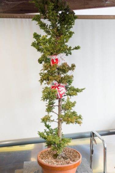 双层空中压条盆景于2017年5月开始