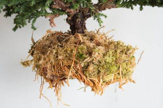 生长在白色水苔青苔的盆景根