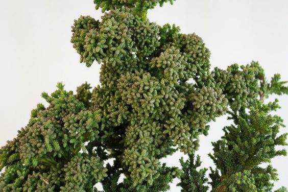 柳杉盆景的花粉球果