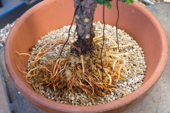 在新的盆景盆子