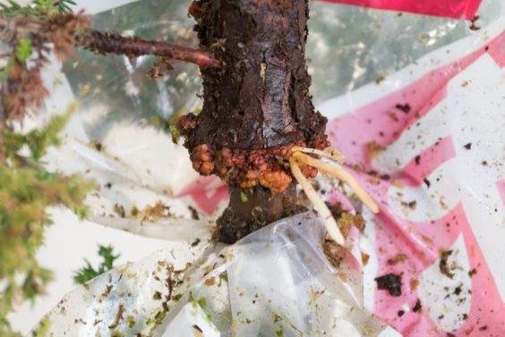 盆景上好的愈伤组织,很少的根