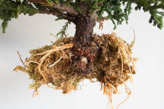 图解 对上柳杉盆景的双层空中压条