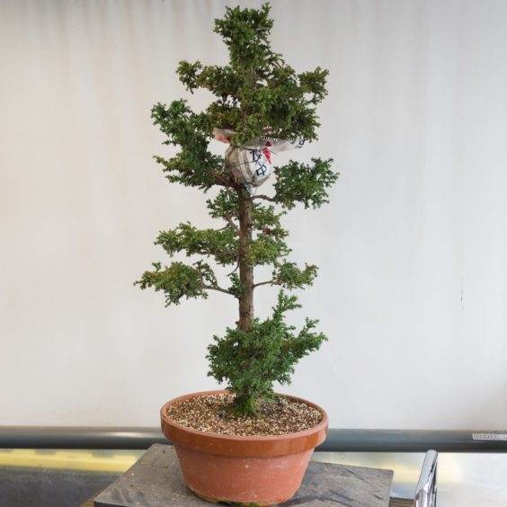 图解 对上柳杉盆景的双层空中压条