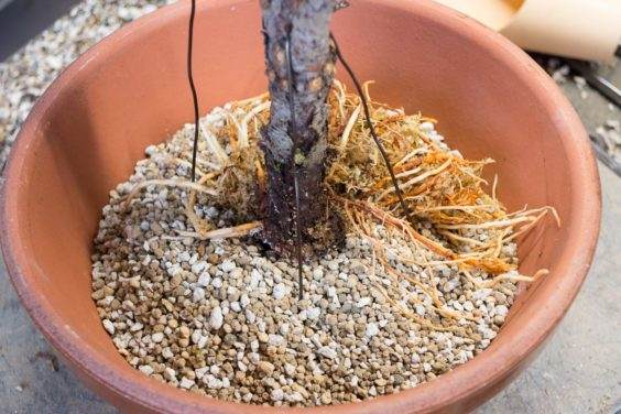 没有盆景根的一面